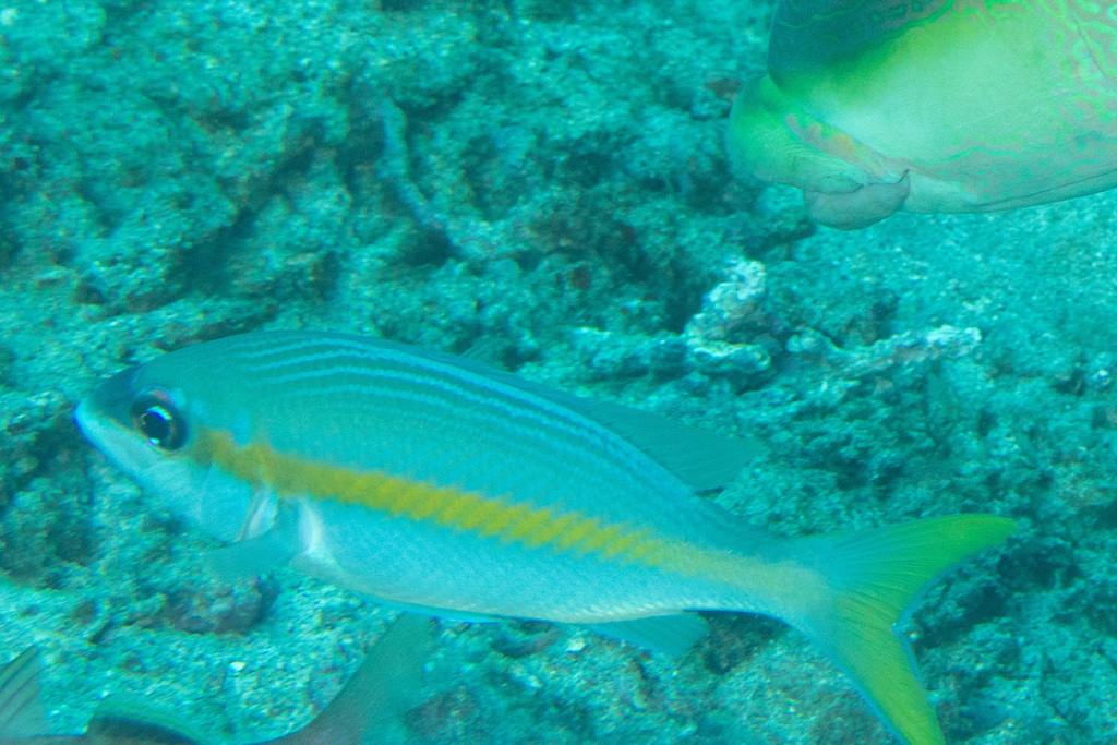Blauwneus-brilkoorn (Scolopsis aurata) — Nemipteridae