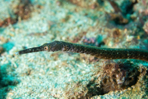 Bentstick pipefish (Trachyrhamphus bicoarctatus) — Syngnathidae — 3