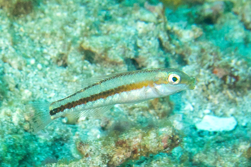 Leptojulis chrysotaenia observed 2026-01-26