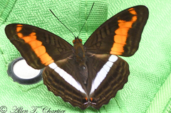 Adelpha delinita