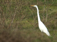 Ardea alba