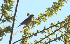 Setophaga coronata