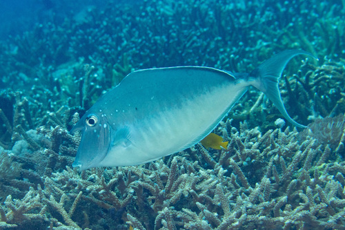 Humpback unicornfish (Naso brachycentron) — Acanthuridae — 3