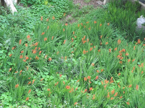 Chasmanthe floribunda