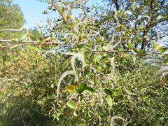 Cercocarpus betuloides betuloides