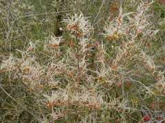 Cercocarpus betuloides betuloides