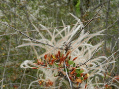 Cercocarpus betuloides betuloides