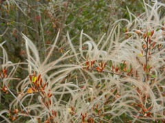 Cercocarpus betuloides betuloides