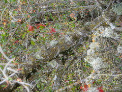 Cercocarpus betuloides betuloides