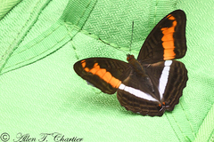 Adelpha delinita