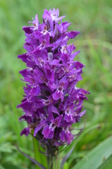 Dactylorhiza umbrosa