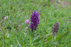 Dactylorhiza umbrosa