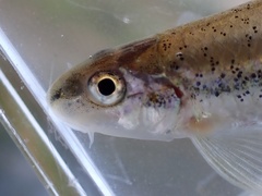Burrhead Chub photo 4