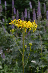 Ligularia thomsonii