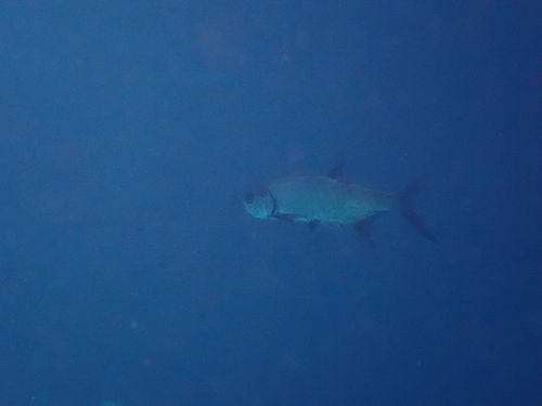 Megalops atlanticus