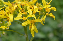 Ligularia thomsonii
