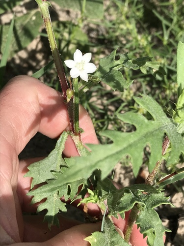 Oxygonum delagoense