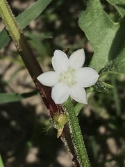Oxygonum delagoense