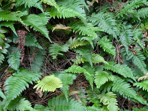 palm fern (Blechnum appendiculatum)