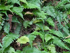 Blechnum appendiculatum, photograph author not stated, no rights reserved