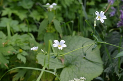 Cerastium davuricum