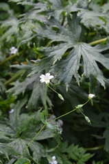 Cerastium davuricum