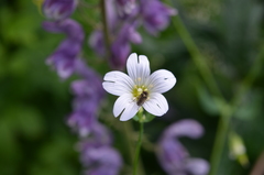 Cerastium davuricum
