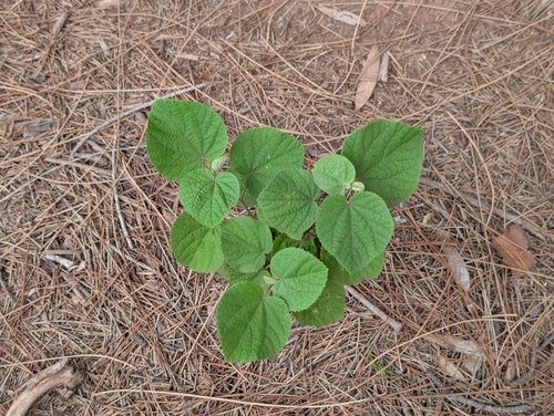 Dainty sandmallow (Sidastrum micranthum)