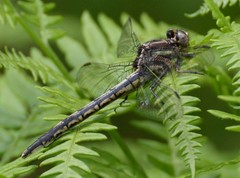 Phanogomphus spicatus