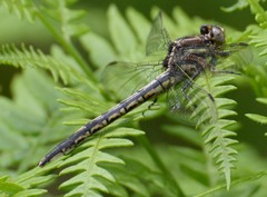 Phanogomphus spicatus