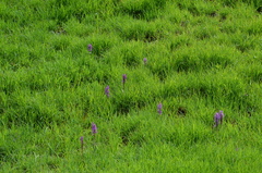 Dactylorhiza umbrosa