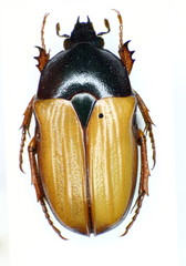 Gnathocera
