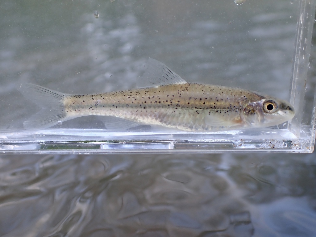 Burrhead Chub