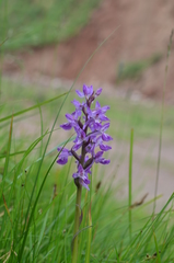 Dactylorhiza umbrosa