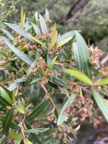 Tristania neriifolia observed 2026-03-07