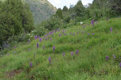 Dactylorhiza umbrosa