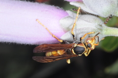 Polistes buyssoni