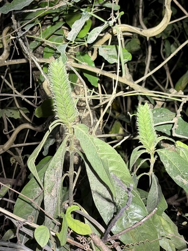 Barleria oenotheroides, photograph 5