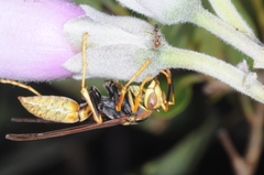 Polistes buyssoni