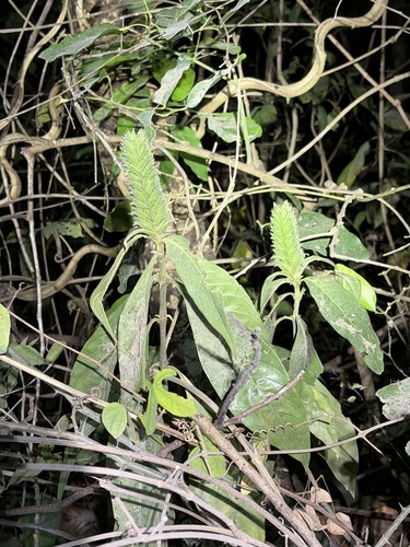 Barleria oenotheroides, photograph 6