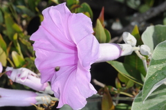 Ipomoea hieronymi