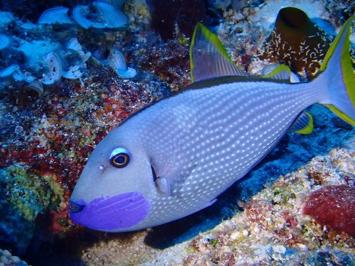 Gilded triggerfish (Xanthichthys auromarginatus) — Balistidae