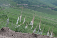 Eremurus tianschanicus