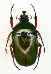 Trigonophorus nepalensis
