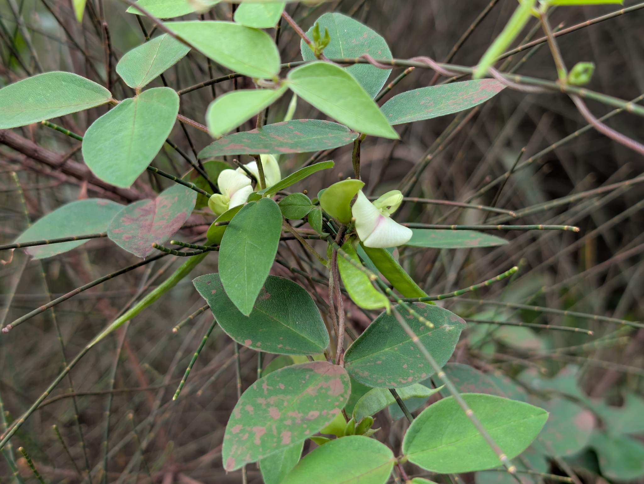 Macrotyloma Axillare (Macrotyloma axillare)