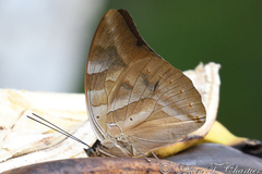 Archaeoprepona demophon