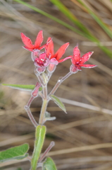 Oxypetalum coccineum
