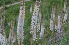 Eremurus tianschanicus