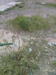 Prosopis reptans