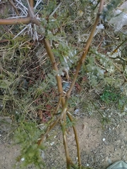 Prosopis reptans